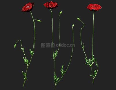 红色罂粟（帕帕弗）植物纹理贴图