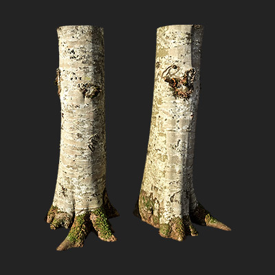 山毛榉树模型带贴图