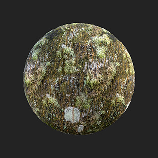 树皮长植物深绿色苔藓纹理贴图