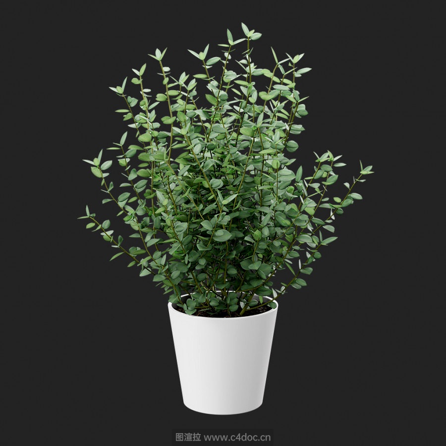 植物办公绿植桉树尤加利树模型带贴图
