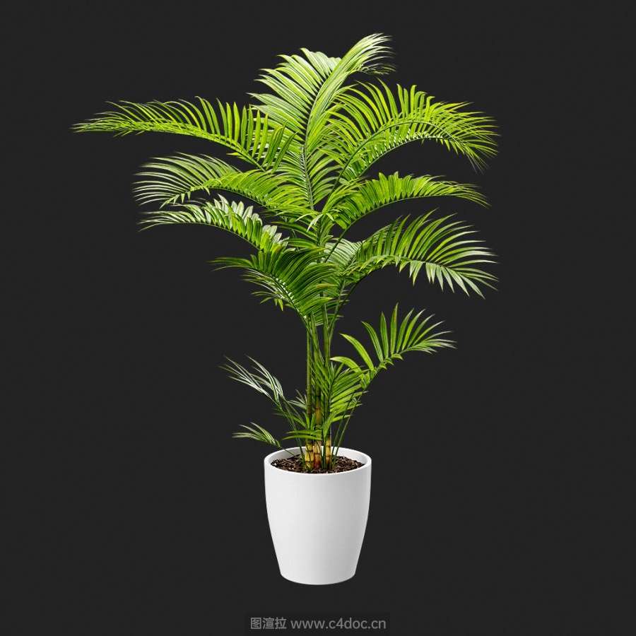 植物办公绿植棕榈模型带贴图