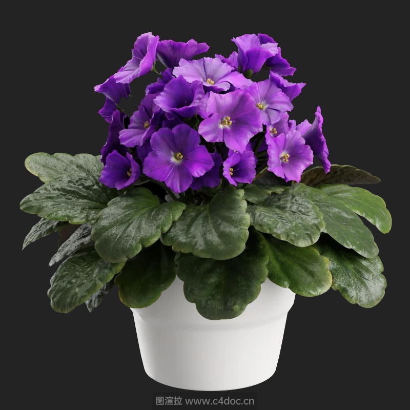 植物办公绿植紫罗兰模型