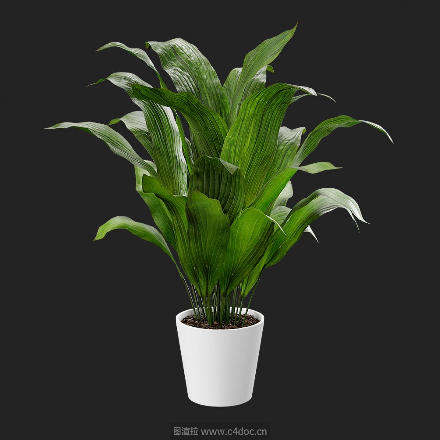 植物办公绿植一叶兰模型带8K贴图