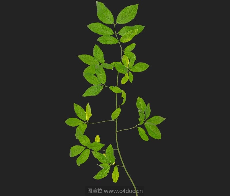 绿色叶子植物分枝叶V2