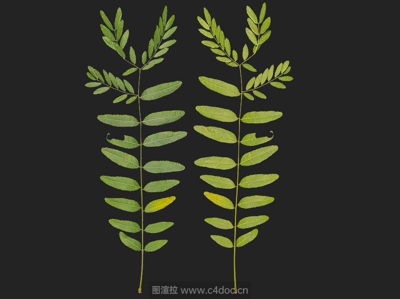 绿色叶子植物分枝叶V8
