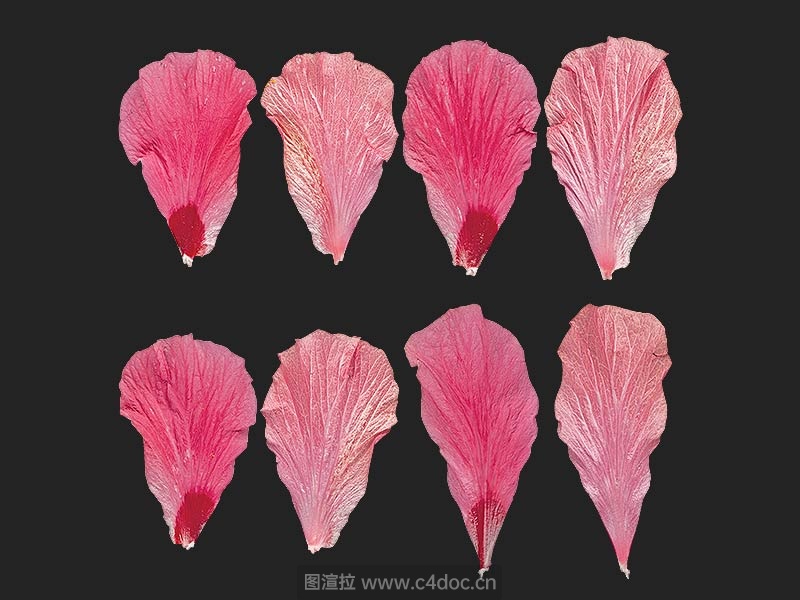 粉红色植物叶子花瓣
