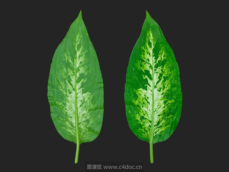 绿色叶子植物分枝叶V11